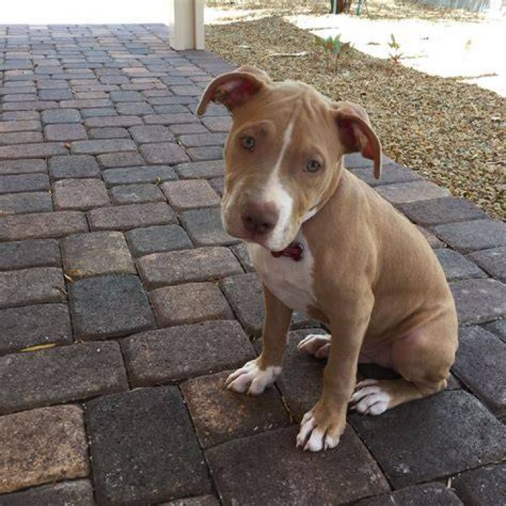 3 Month Old Pitbull Pitbull Dog