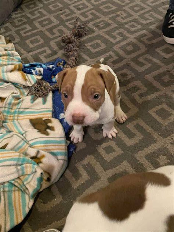 9 week old baby pitbull. He's stolen our hearts!!! Maddux Pitbull