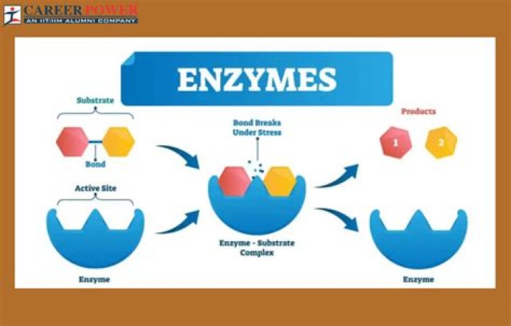 Are your enzymes really active?