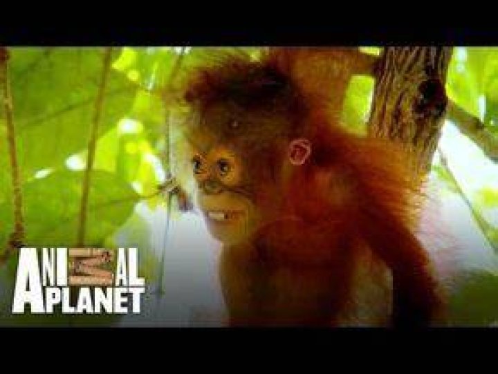 Baby Orangutan Peanut Is Too Scared To Climb, In Our Exclusive Clip