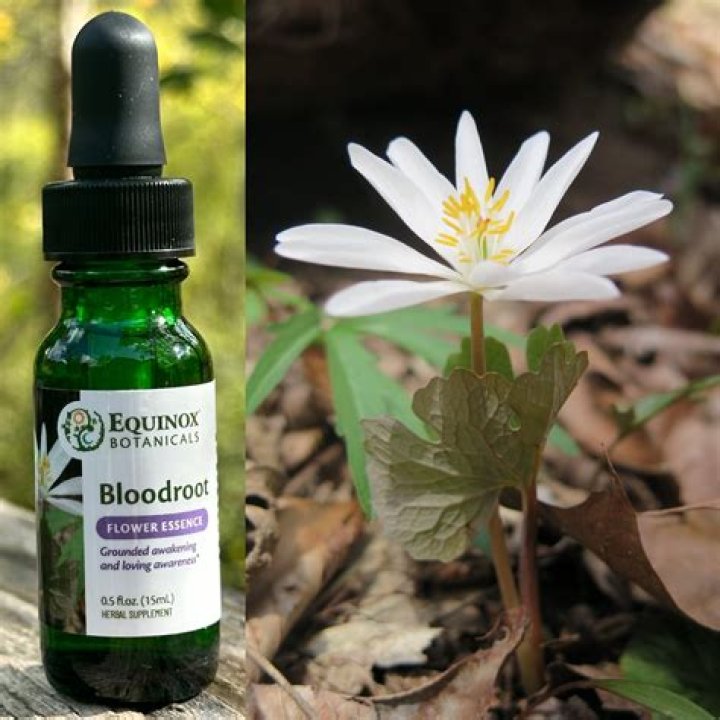 Bloodroot Flower Essence — Grandparents of the Forest