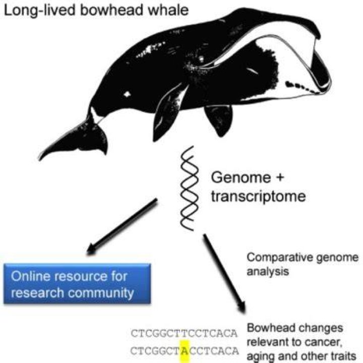 Bowhead Longevity California Academy of Sciences
