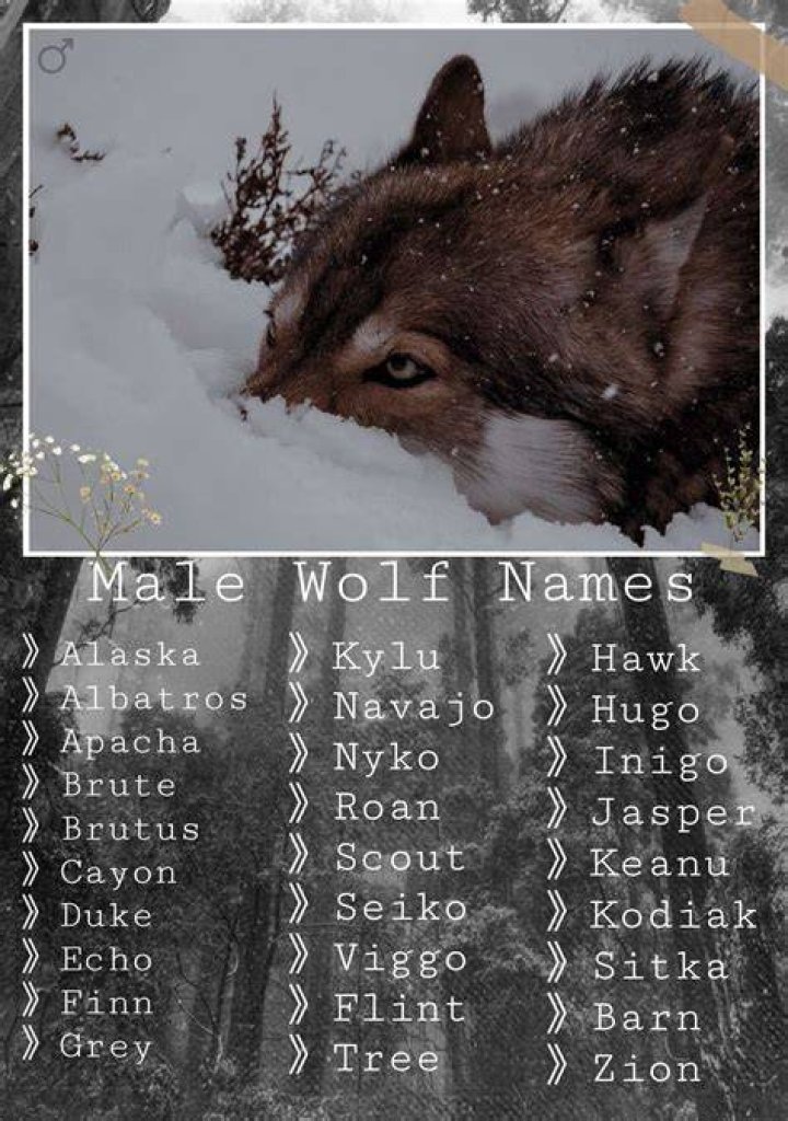 Boy Names That Mean Wolf