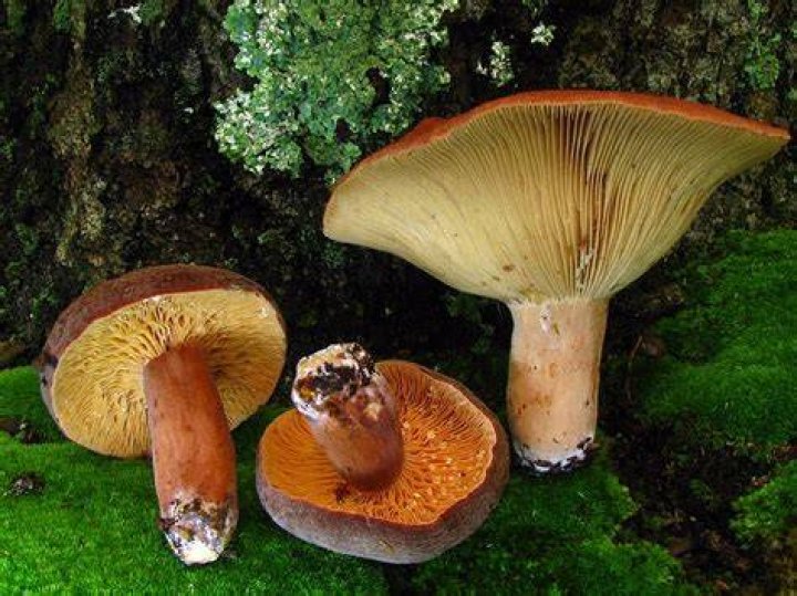 Bulk Fresh Leatherback Mushrooms (1lb) Foraged