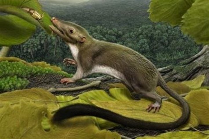 CalPhotos Protungulatum donnae