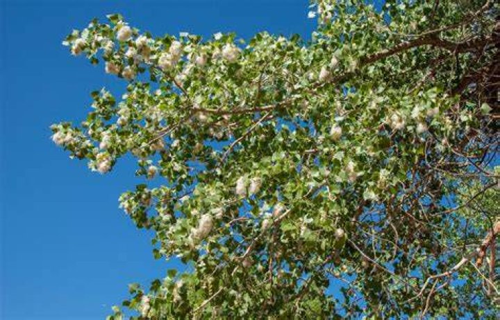 Cottonwood Tree Facts How Fast Does A Cottonwood Tree Grow