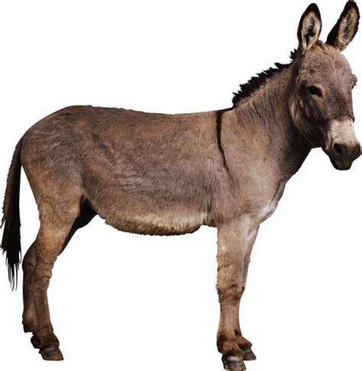 Donkey PNG