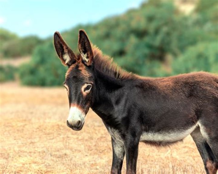 Donkey 'Pola' celebrated in Akola district Maharashtra India TV