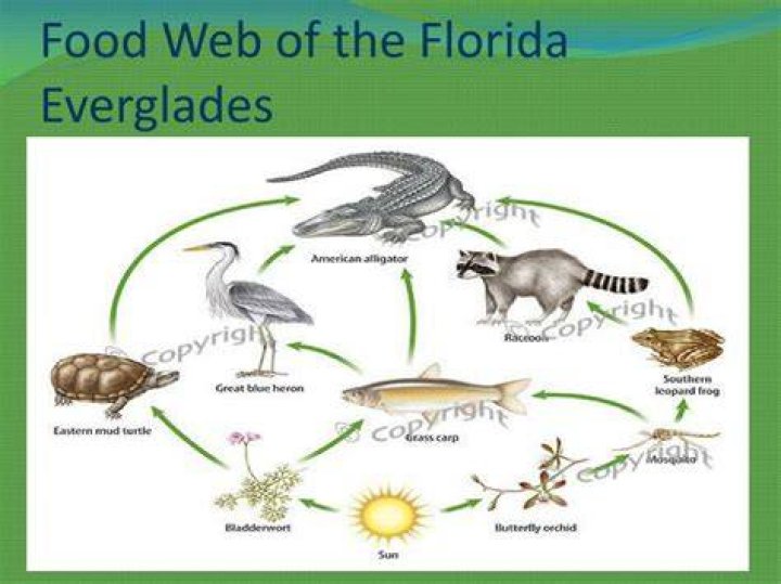 Donor Controlled Food Webs Florida Coastal Everglades LTER