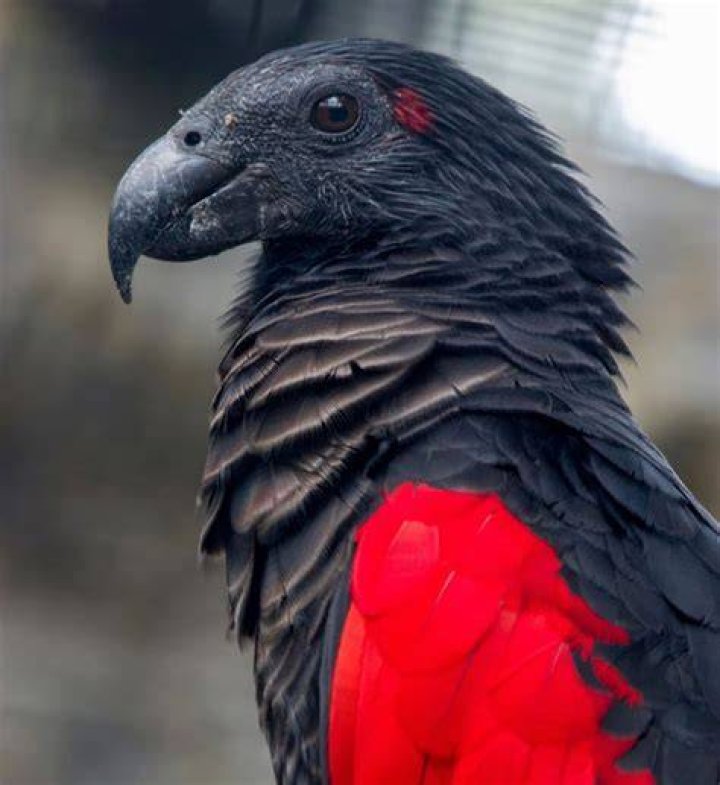 Dracula Parrot MUDPIX MAGAZINE