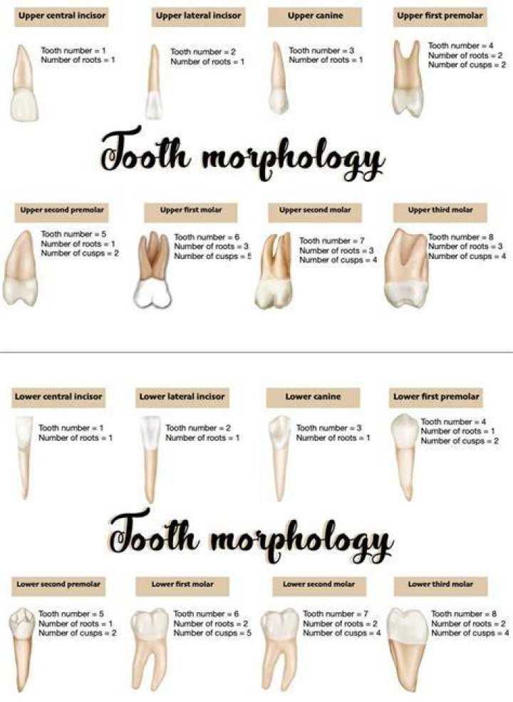 Edge endo morphology Dental assistant study, Dental hygiene school