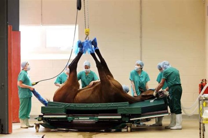 Equine Veterinary Anesthesia Pioneer Dr. John Hubbell Delivers Milne