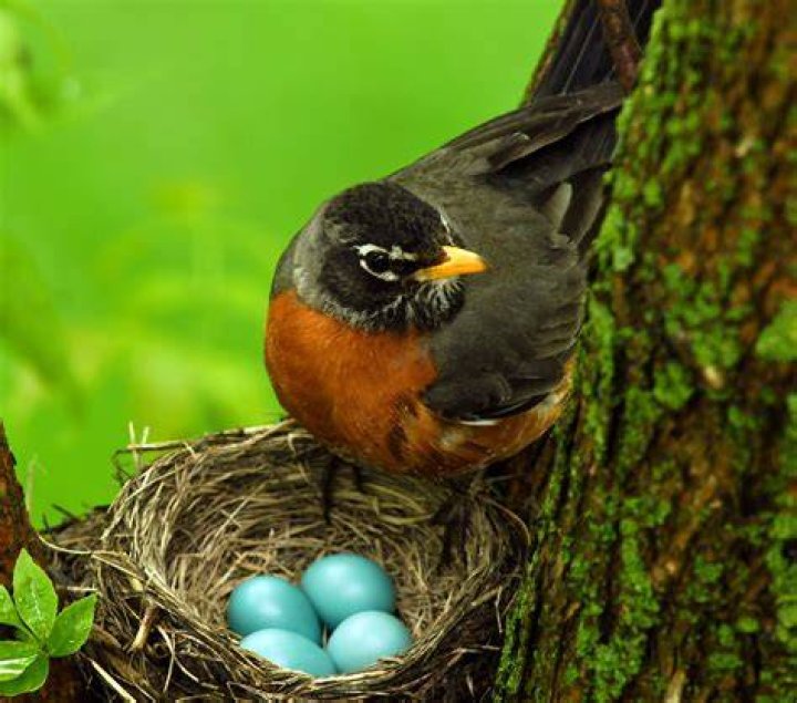 FileAmerican Robin Nest with Eggs.jpg Wikimedia Commons
