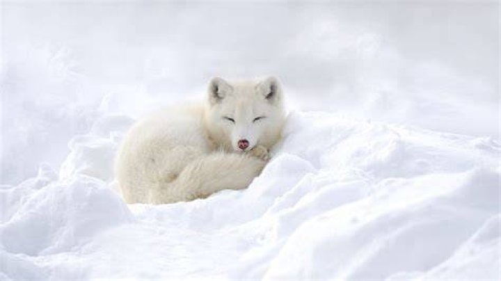 Foxes White Animals fox wallpaper 4256x2832 195940 WallpaperUP
