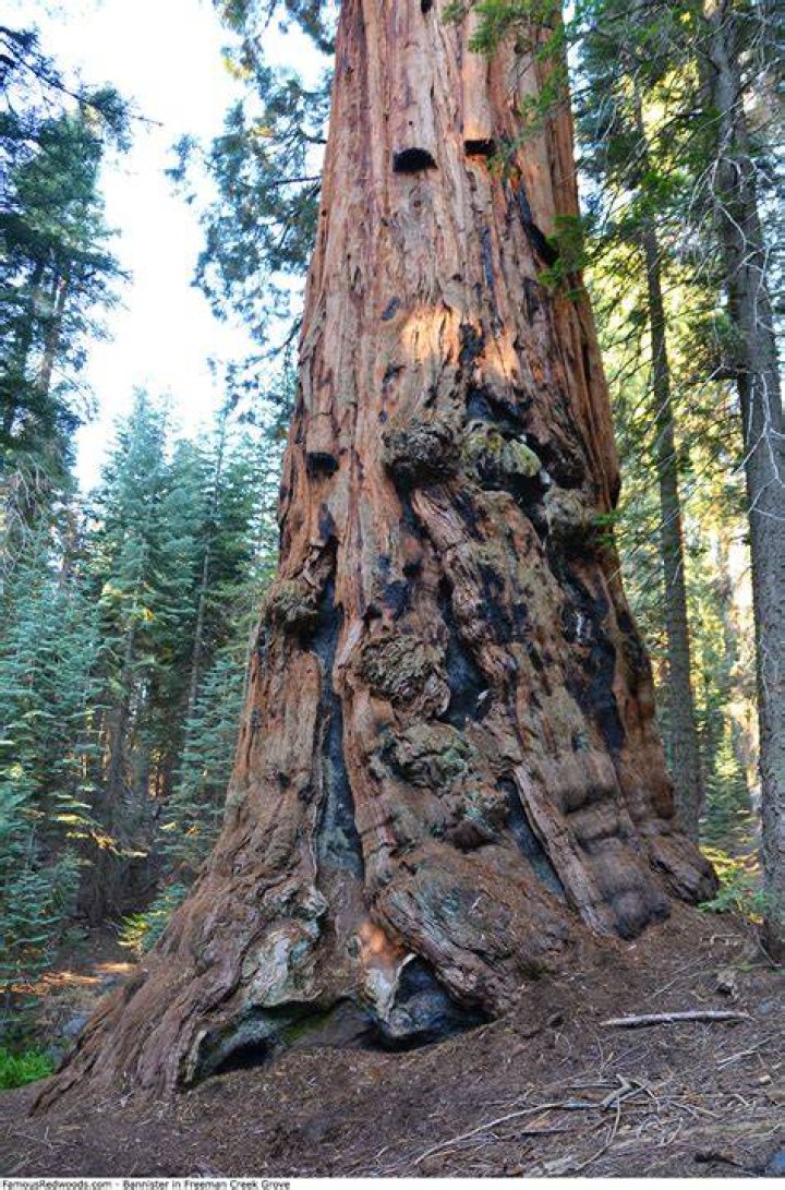 Freeman Creek Grove Famous Redwoods