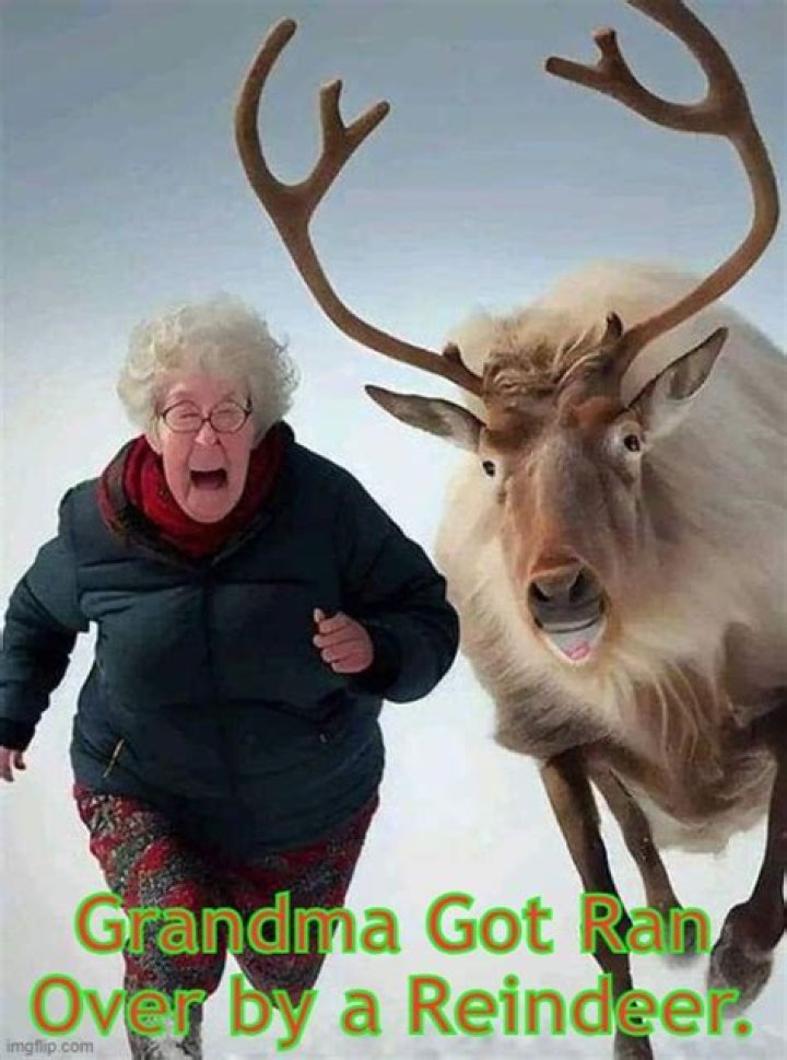 Funny Reindeer Meme
