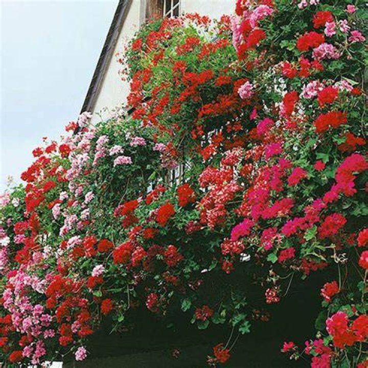 Gardening Direct Geranium Balcony (Trailing) Plants Robert Dyas