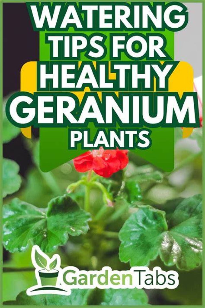 Geranium care 5 tips that will make your balcony bloom effortlessly