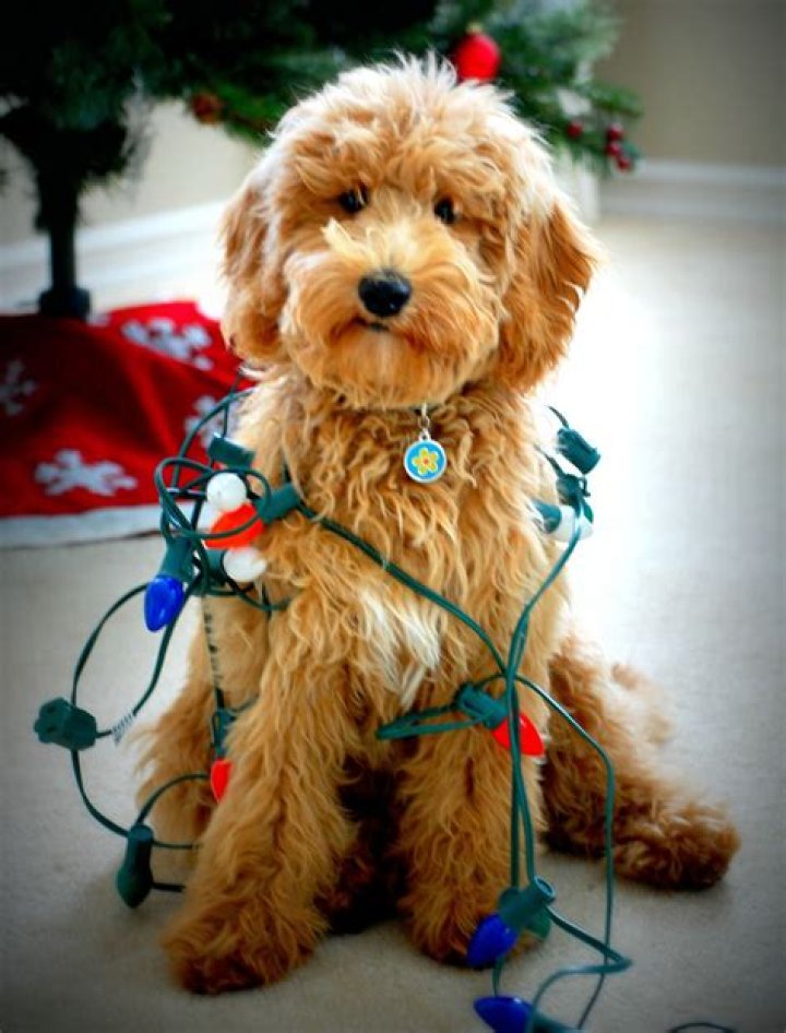 goldendoodle cheer! Christmas Pinterest