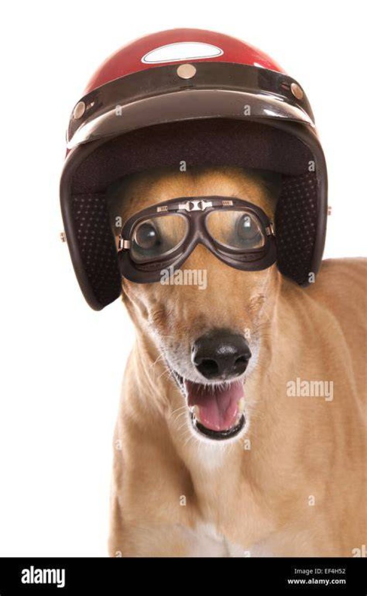 Greyhound Wearing A Crash Helmet Cutout Stock Photo 249201328