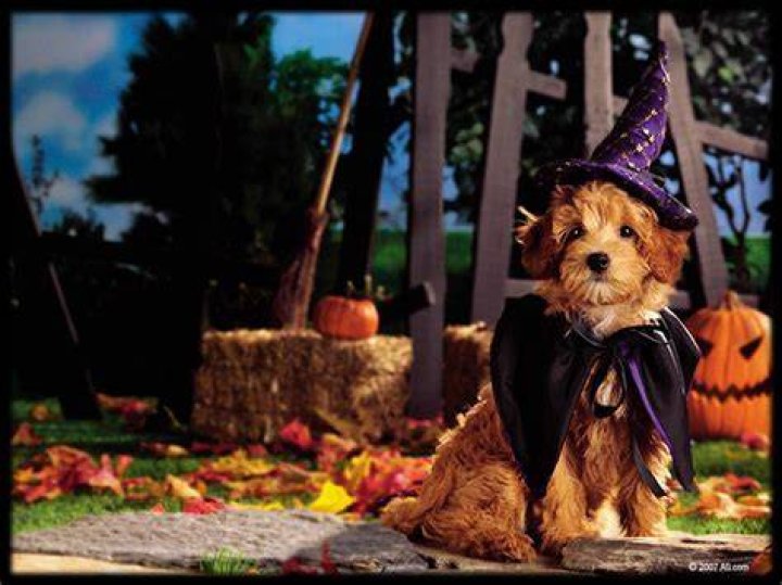 Halloween Pets Wallpaper WallpaperSafari