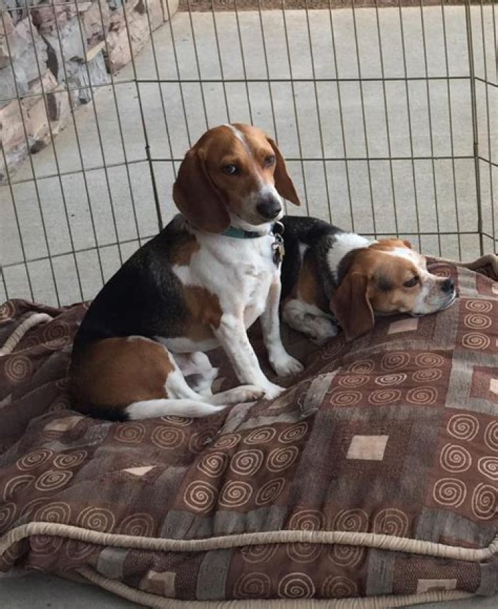 Home CO Beagle Rescue