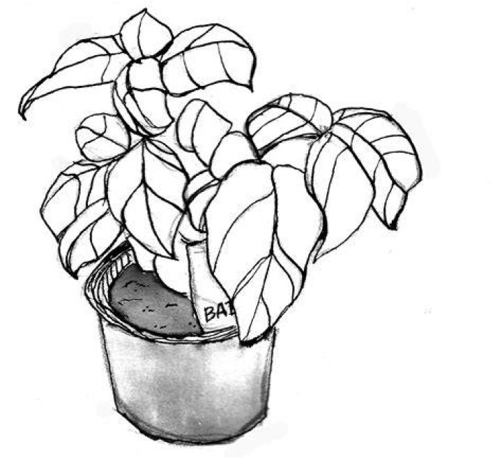 House Plant Drawing at GetDrawings Free download