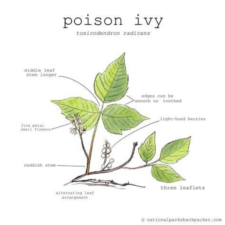 How to Identify Poison Ivy Daily Infographic