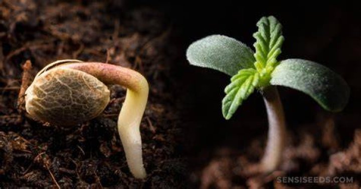 Is It A Seedling Or A Weed Tips For Identifying Seedlings In The Garden