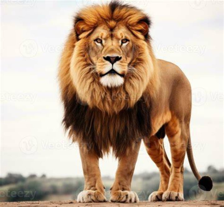 Lion photo stock. Image du dangereux, favoris, fourrure 2776390