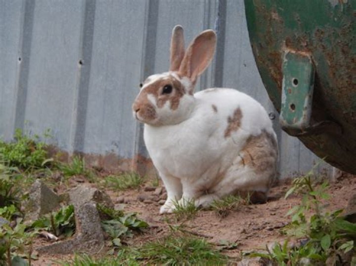 Meat Rabbits For Sale Craigslist Rabbit Meat For Sale Online