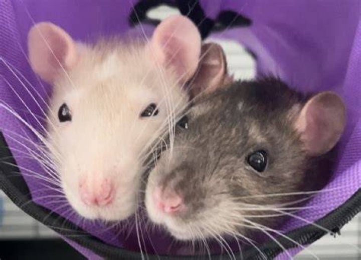 pet rats could a rat be your new best friend