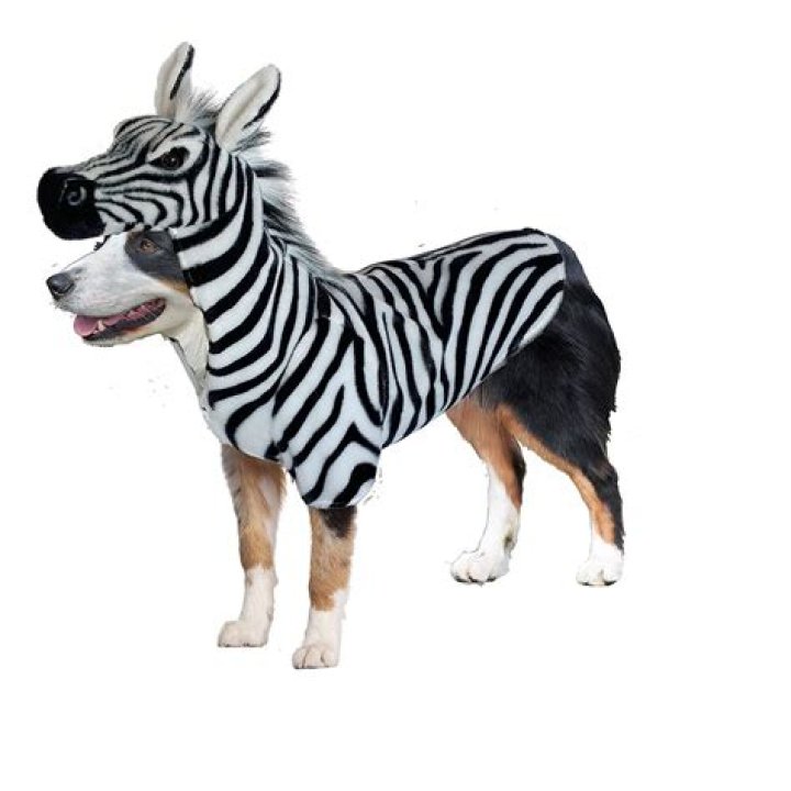 Pet zebra attacks owner KIRO 7 News Seattle