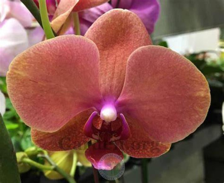 Phalaenopsis Surf Song moth orchid Lewis Ginter Botanical Garden