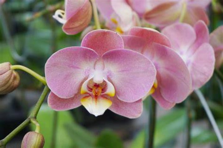 Phalaenopsis 'Surf Song' Stock Image C034/0007 Science Photo Library