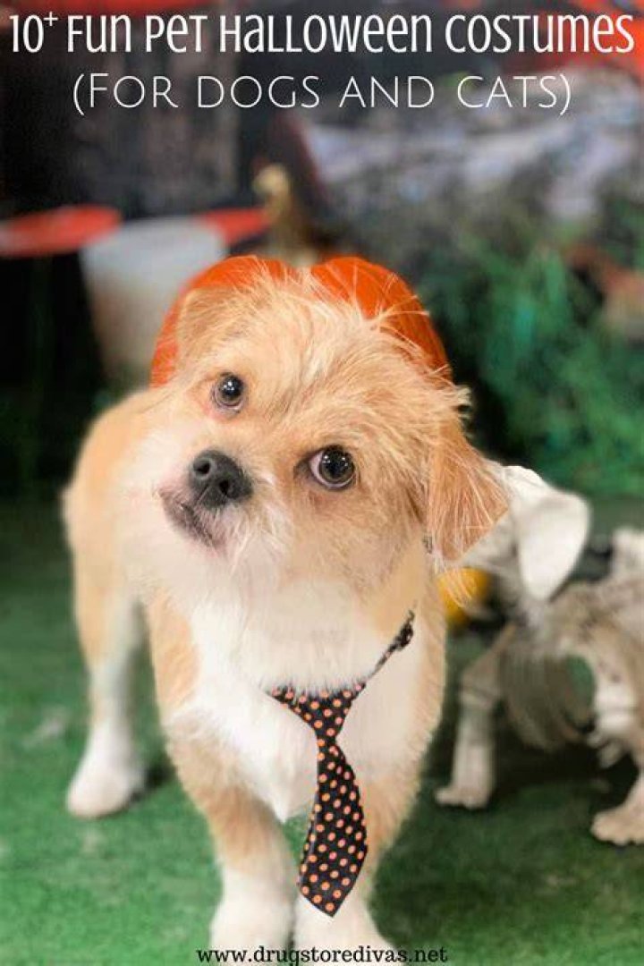 Pin on Fun Pet Pictures