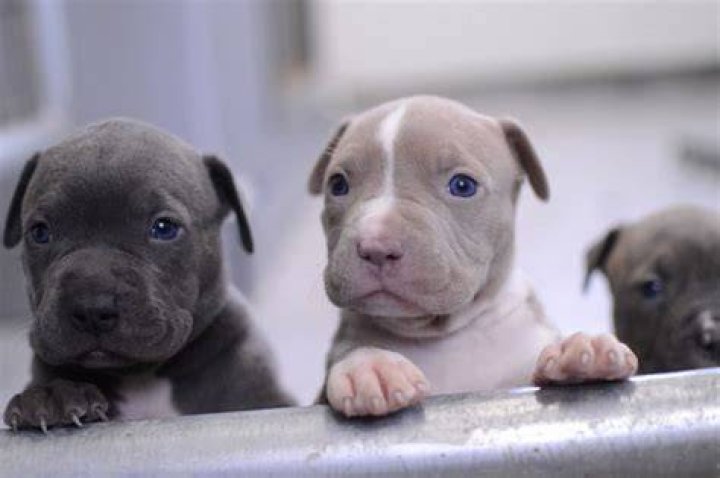 Pitbull Puppies On Craigslist/pitbull Puppies For Sale Craigslist