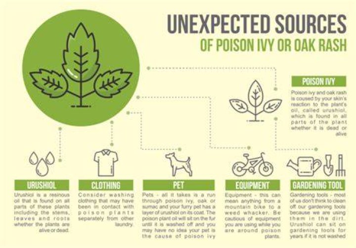 Poison Ivy Infographic 157878 Vector Art at Vecteezy