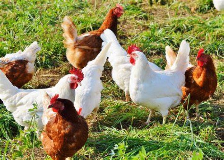 Raising Chickens 101 A Beginner's Guide to Chickens The Old Farmer's