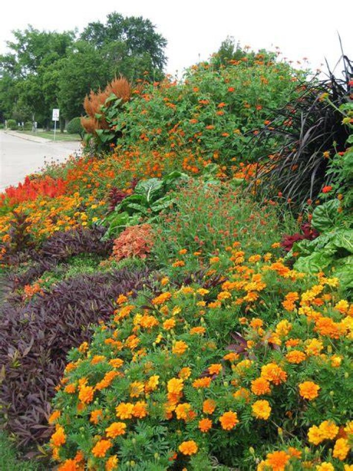 Rotary Botanical Gardens Hort Blog Baptisias The Next Great Eight