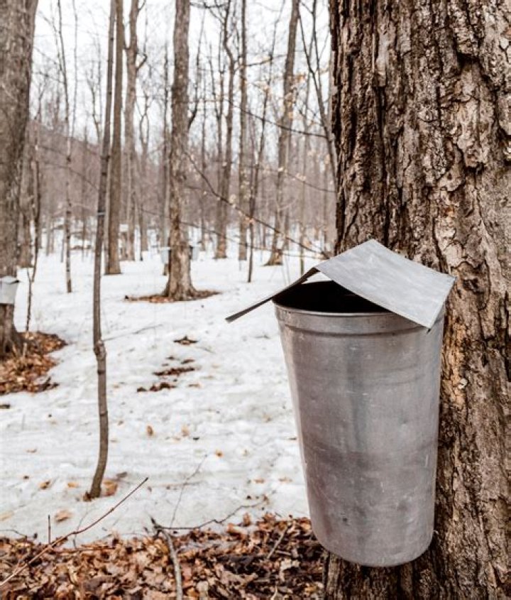 Sap Buckets Up Close New England Today