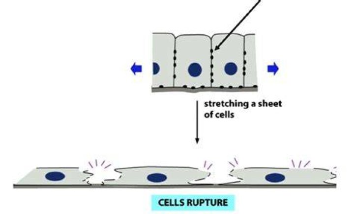 Stretching of roofplate cells in mouse embryos. (AD′) Changes in the