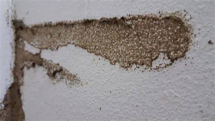 Termite Pinholes in Drywall subterranean termite damage