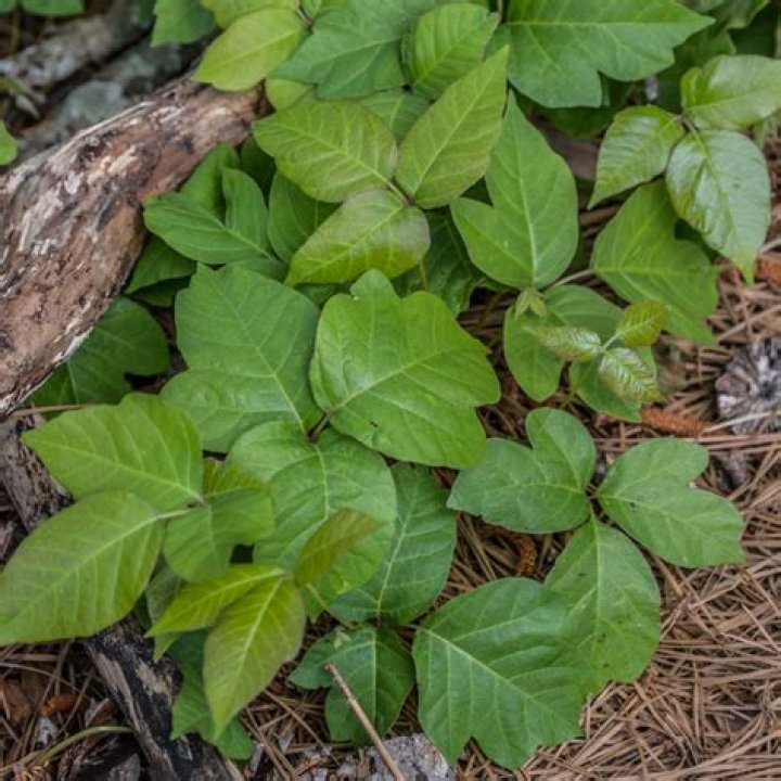The 8 Best Poison Ivy and Poison Oak Prevention Products to Buy in 2018