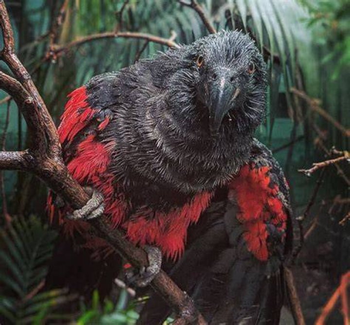 The Dracula Parrot, The Spectacular Gothic Bird Of New Guinea