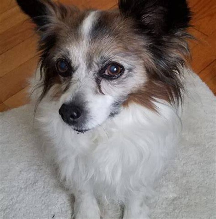 Tommy Pet PawSee