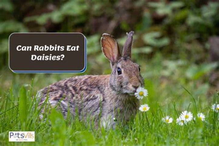 What Animals Eat Daisies? All You Need To Know