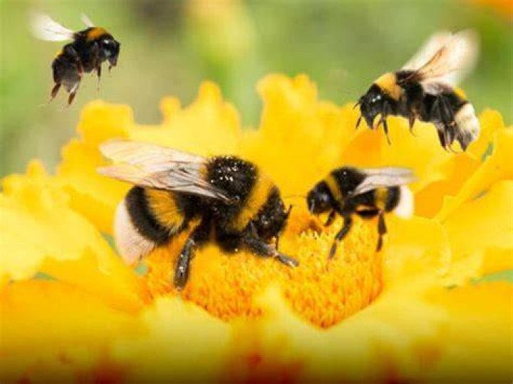 When it comes to bumblebees, does size matter? UCR News UC Riverside