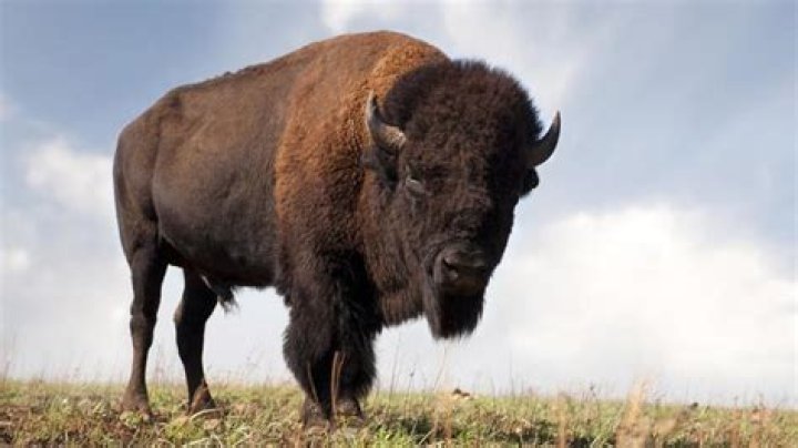 Where do buffalo live