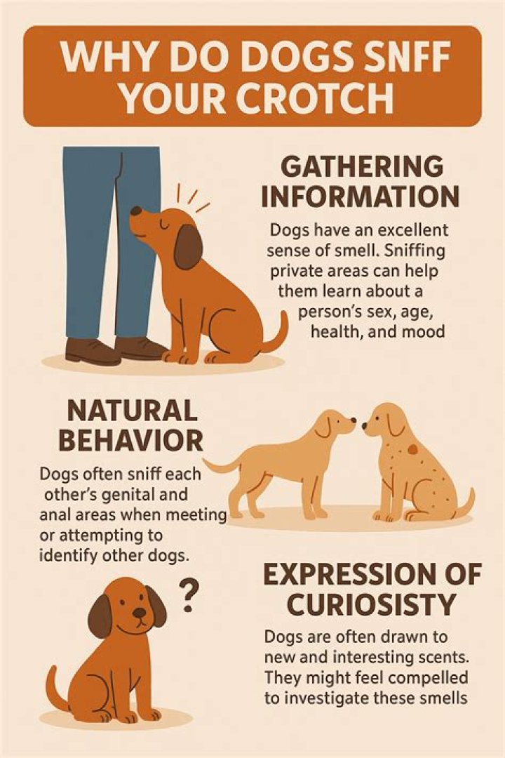 Why Dogs Are Your Friends Scott Novotny Dry Bar Comedy YouTube